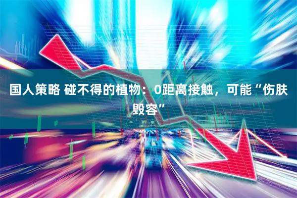 国人策略 碰不得的植物：0距离接触，可能“伤肤毁容”